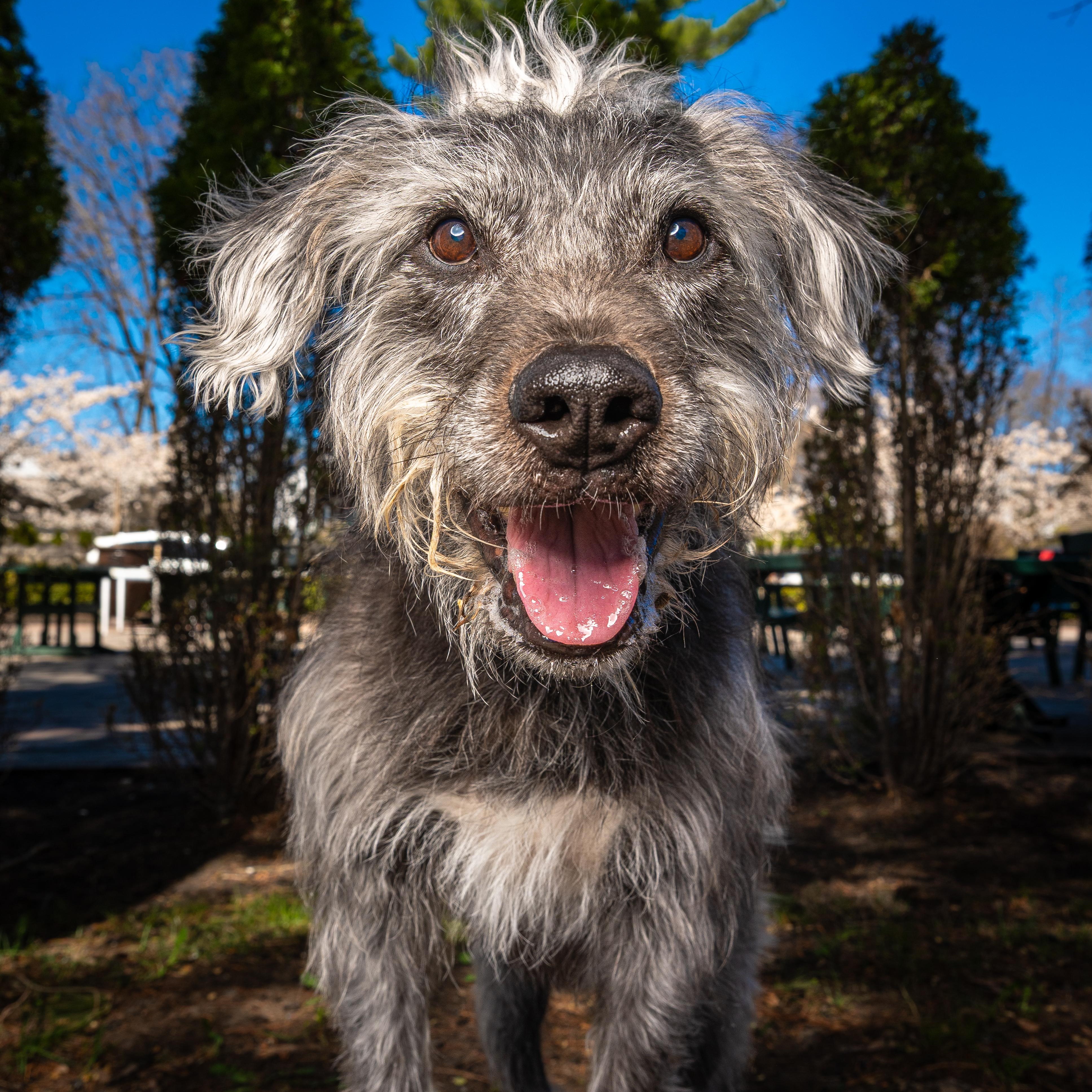 Buck, ADOPTABLE, Senior Male Schnauzer & Irish Wolfhound.