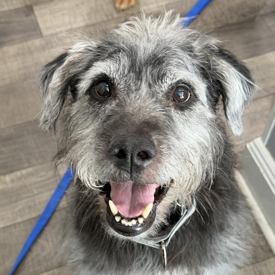 Buck, ADOPTABLE, Senior Male Schnoodle.