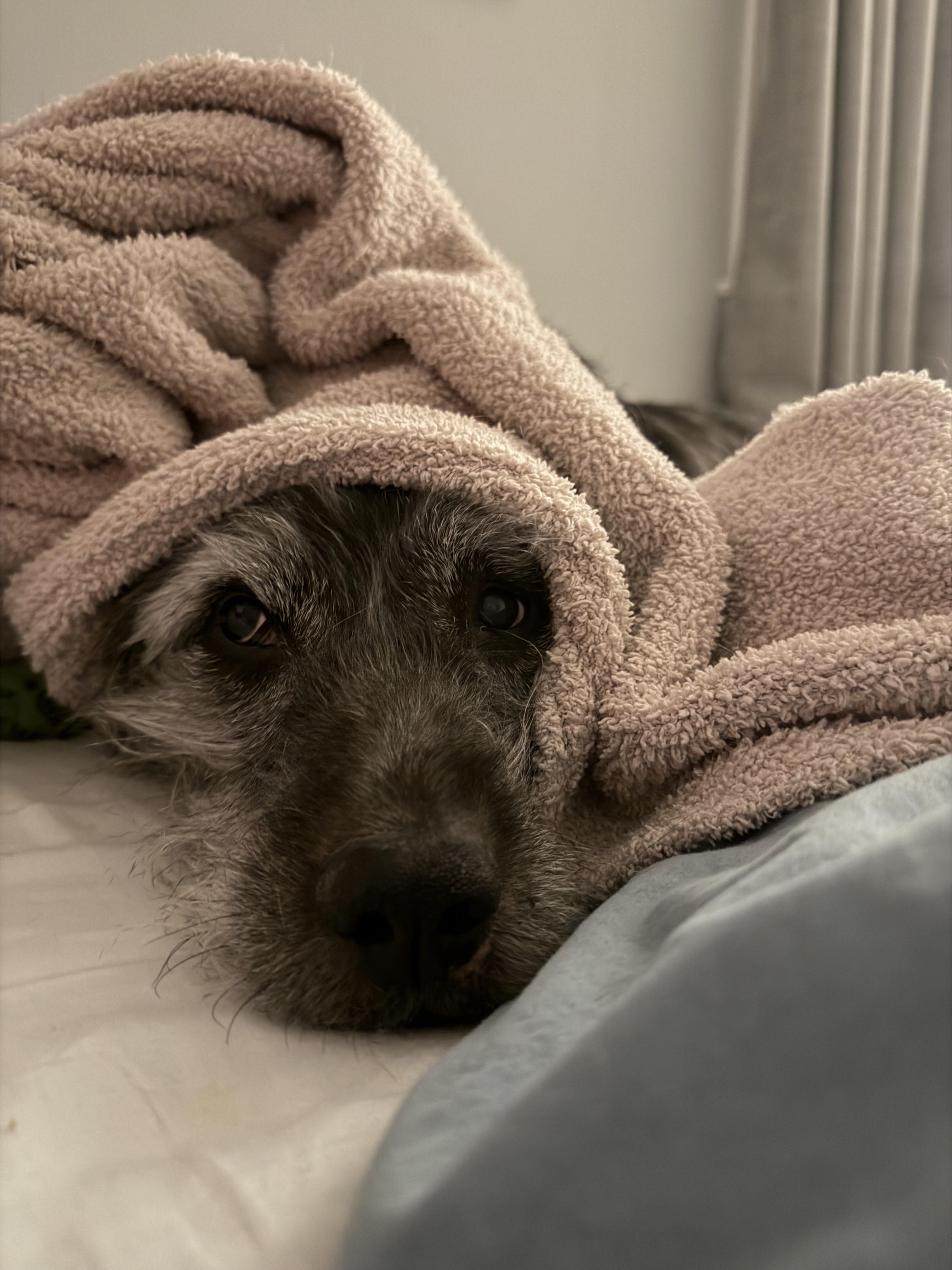 Enlarge Buck, a ADOPTABLE mixed breed in Mahwah, NJ image 6/6