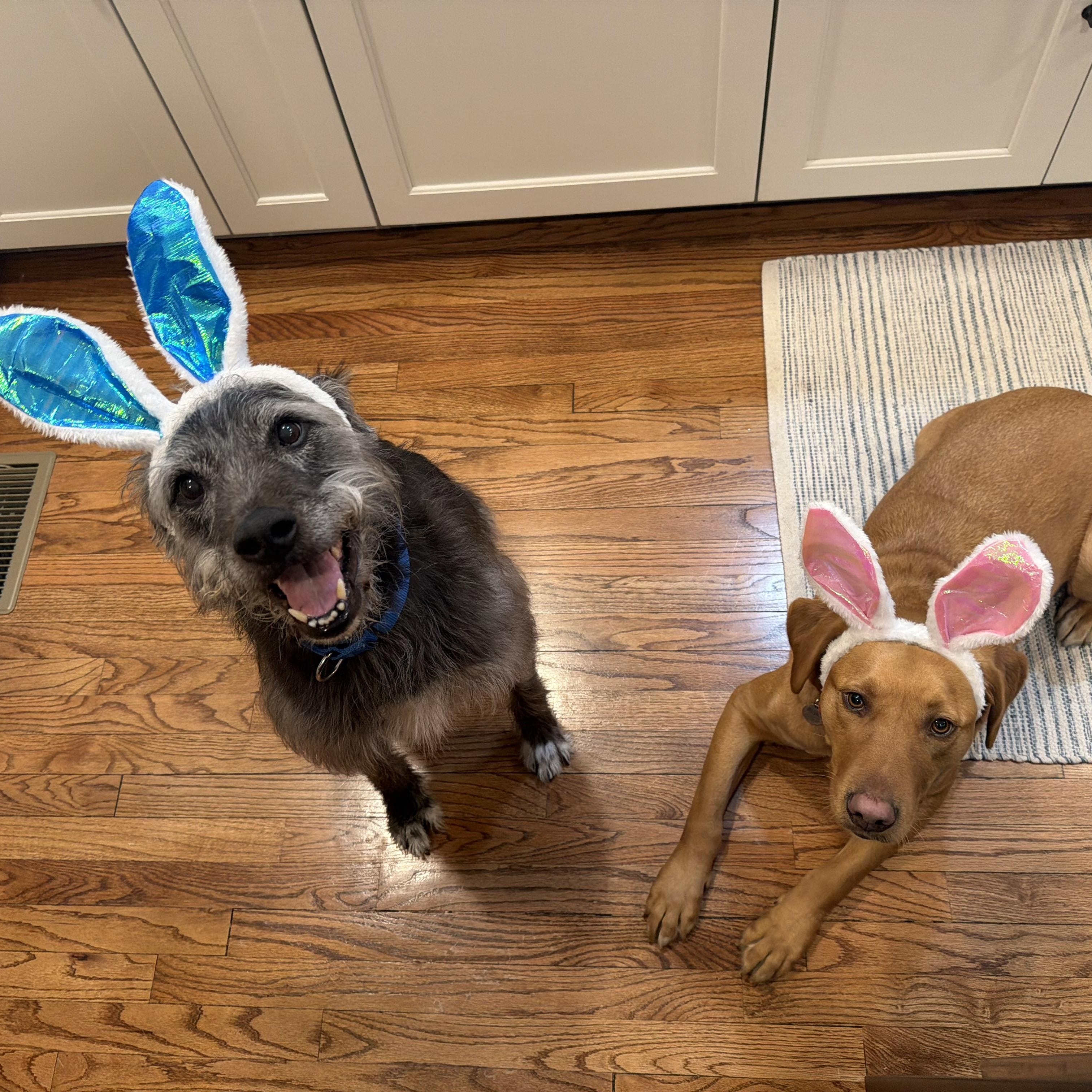 Enlarge Buck, a ADOPTABLE mixed breed in Mahwah, NJ image 4/6