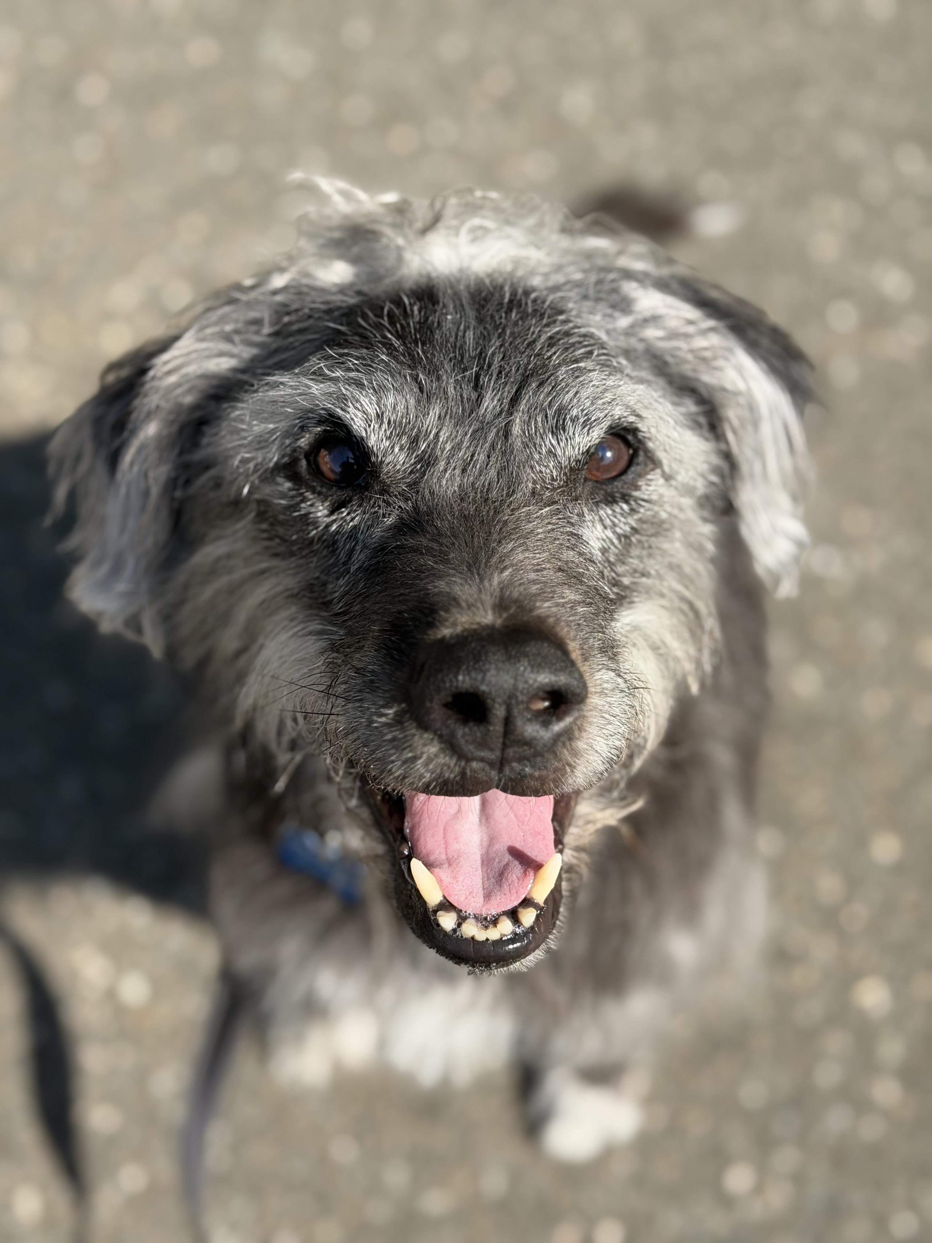 Enlarge Buck, a ADOPTABLE mixed breed in Brielle, NJ image 6/6