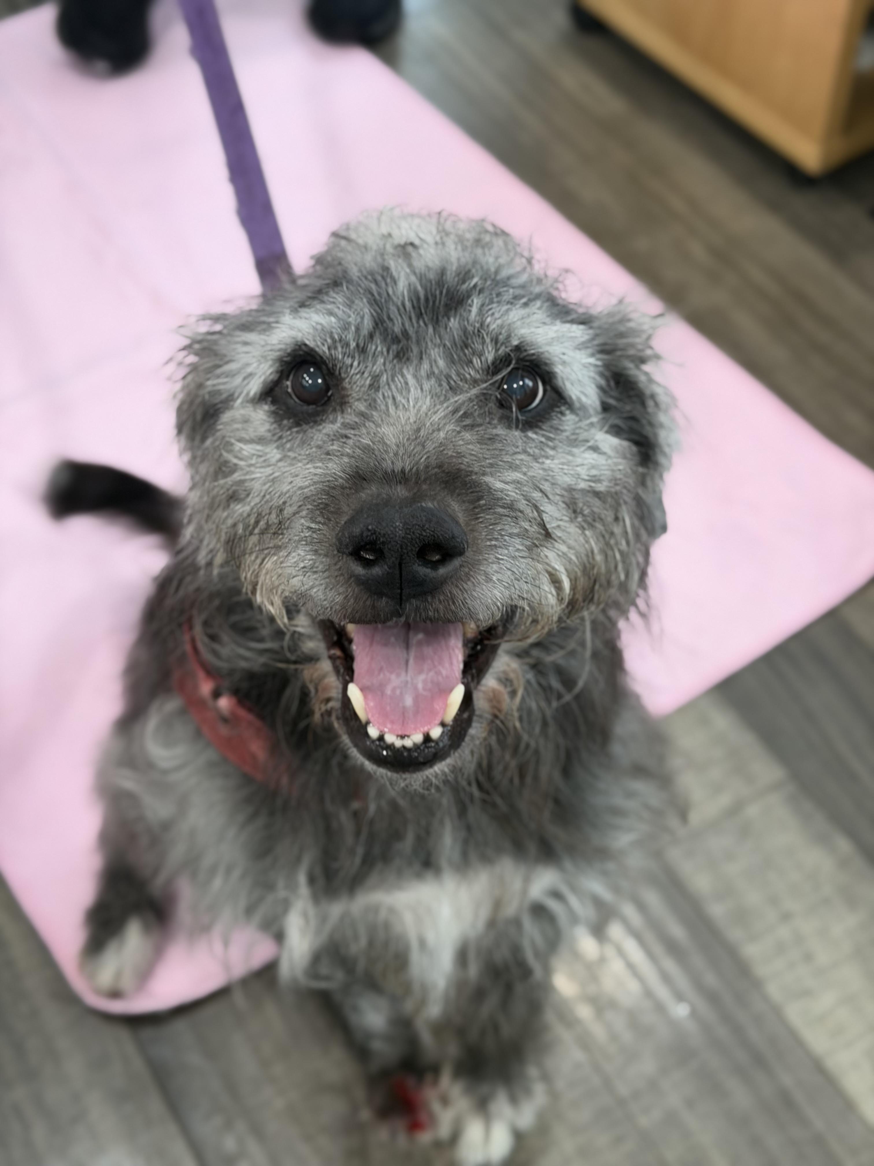 Buck, a ADOPTABLE mixed breed in Mahwah, NJ image 2/6