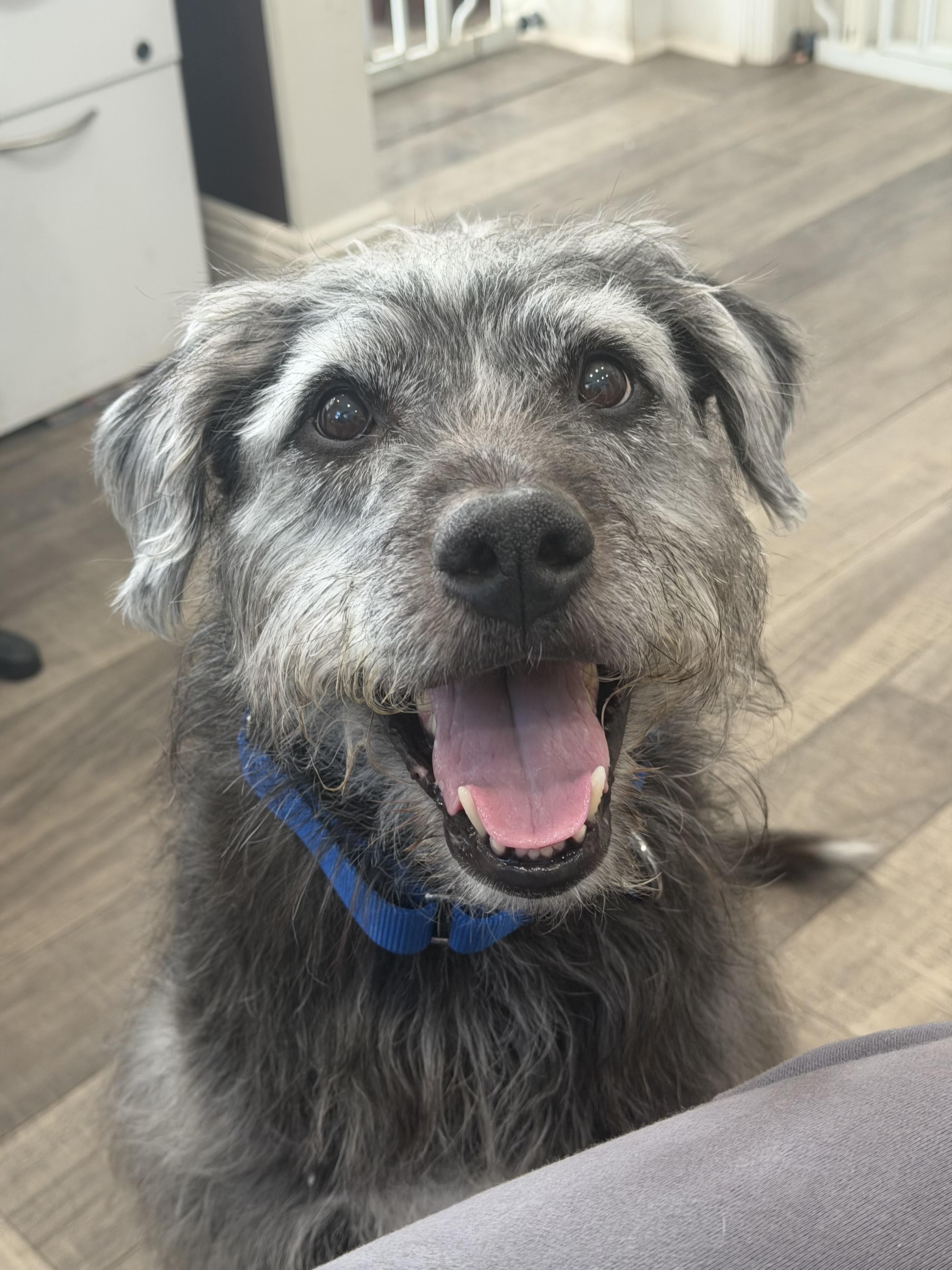 Enlarge Buck, a ADOPTABLE mixed breed in Mahwah, NJ image 3/6