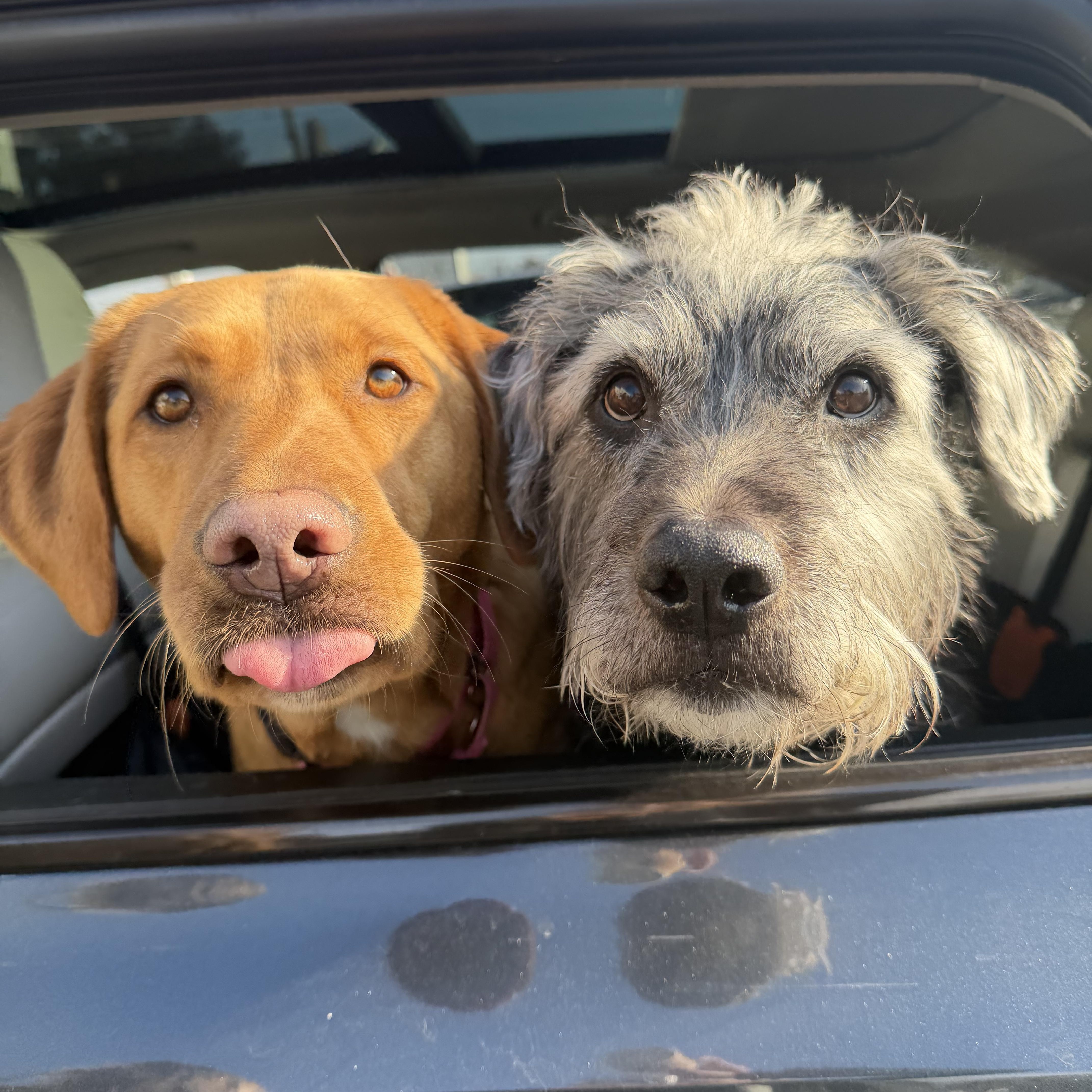 Enlarge Buck, a ADOPTABLE mixed breed in Mahwah, NJ image 2/6