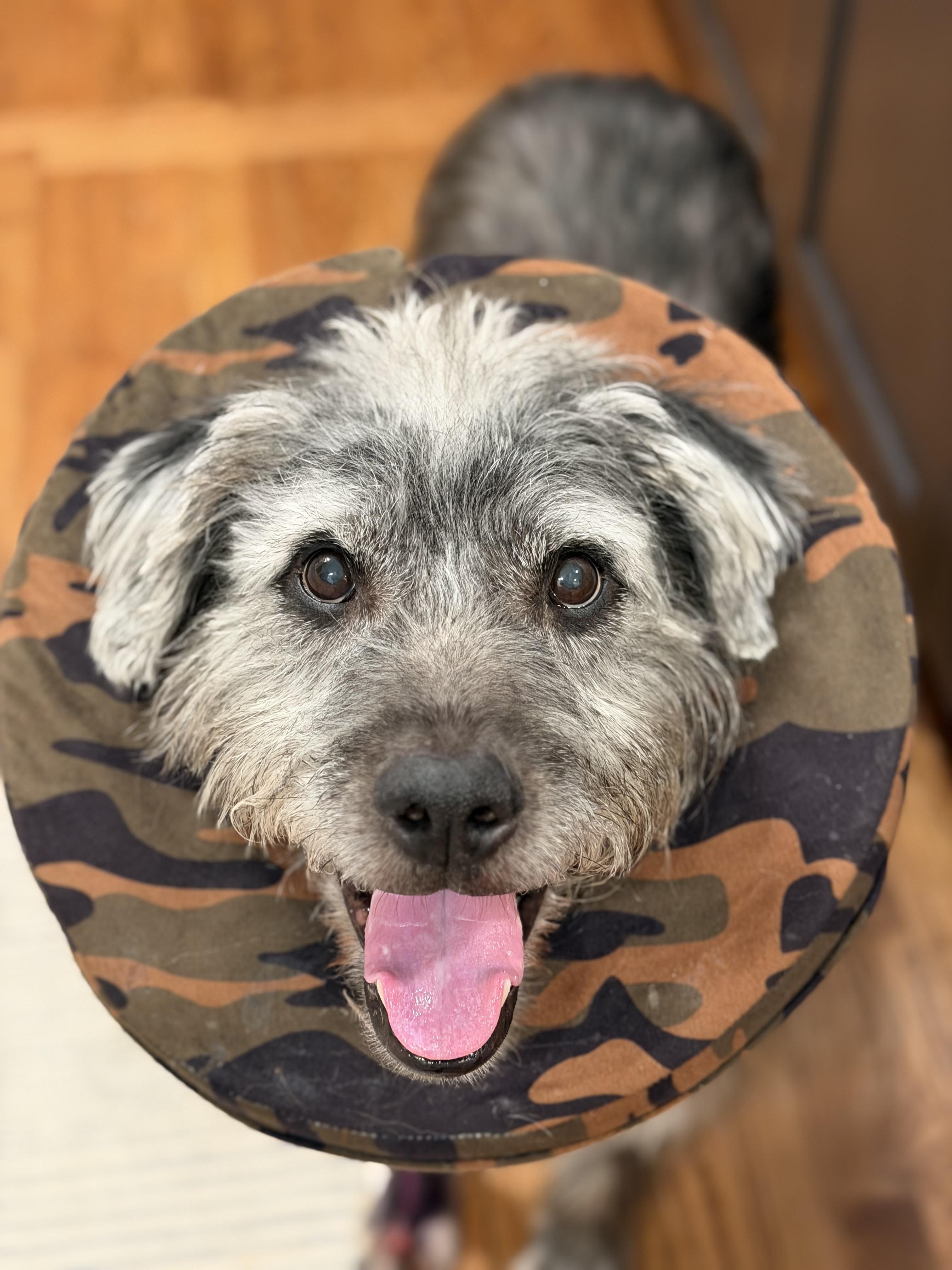 Buck, a ADOPTABLE mixed breed in Mahwah, NJ image 3/6