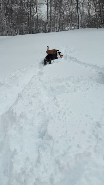 Enlarge Buck, a ADOPTABLE mixed breed in Mahwah, NJ video 4/6