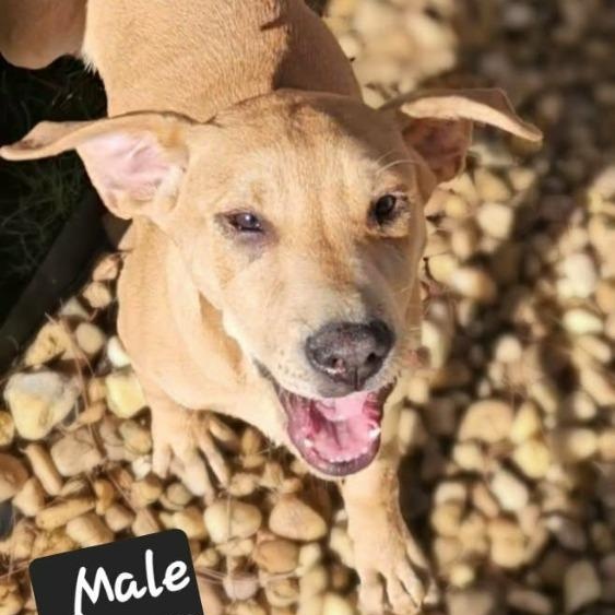 Jasper, ADOPTABLE, Puppy Male Mixed Breed.