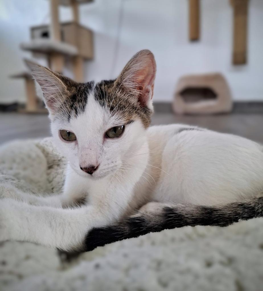 Charli — thumbnail 2