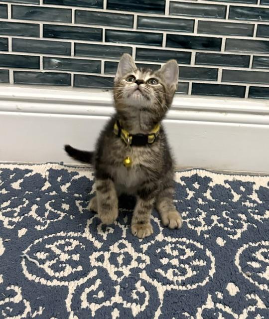 Muffin, adopted, Kitten Female Calico & American Shorthair.