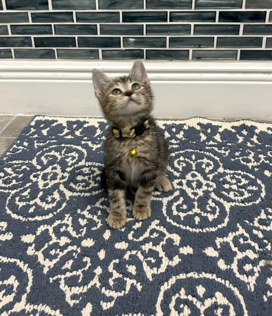 Enlarge Muffin, an adopted mixed breed in Maitland, FL image 5/6