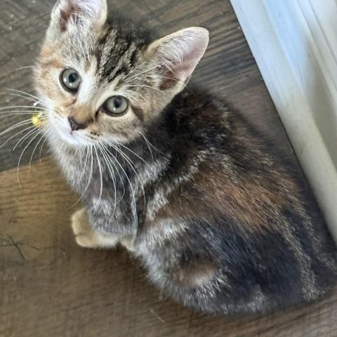Enlarge Muffin, an adopted mixed breed in Maitland, FL image 3/6