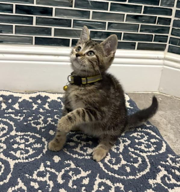 Enlarge Muffin, an adopted mixed breed in Maitland, FL image 2/6
