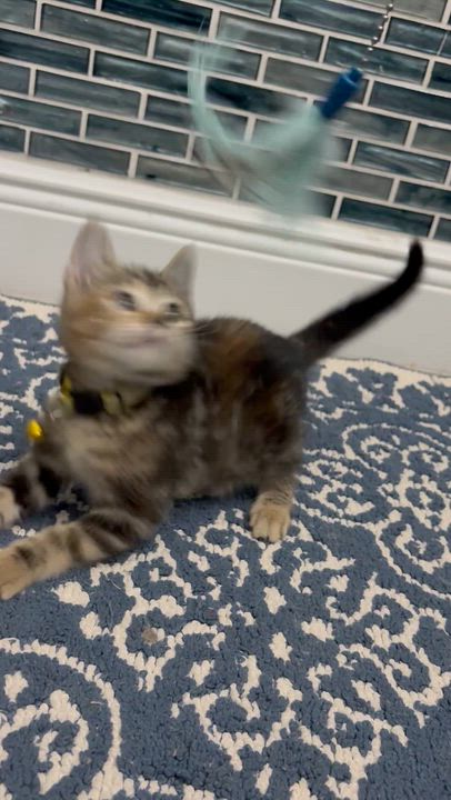 Enlarge Muffin, an adopted mixed breed in Maitland, FL video 6/6