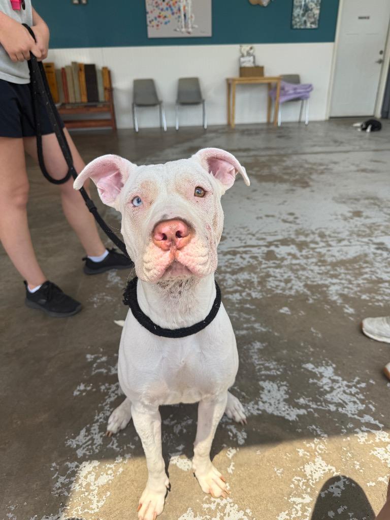 Sweetie Pie, Adoptable, Young Female Pit Bull Terrier.