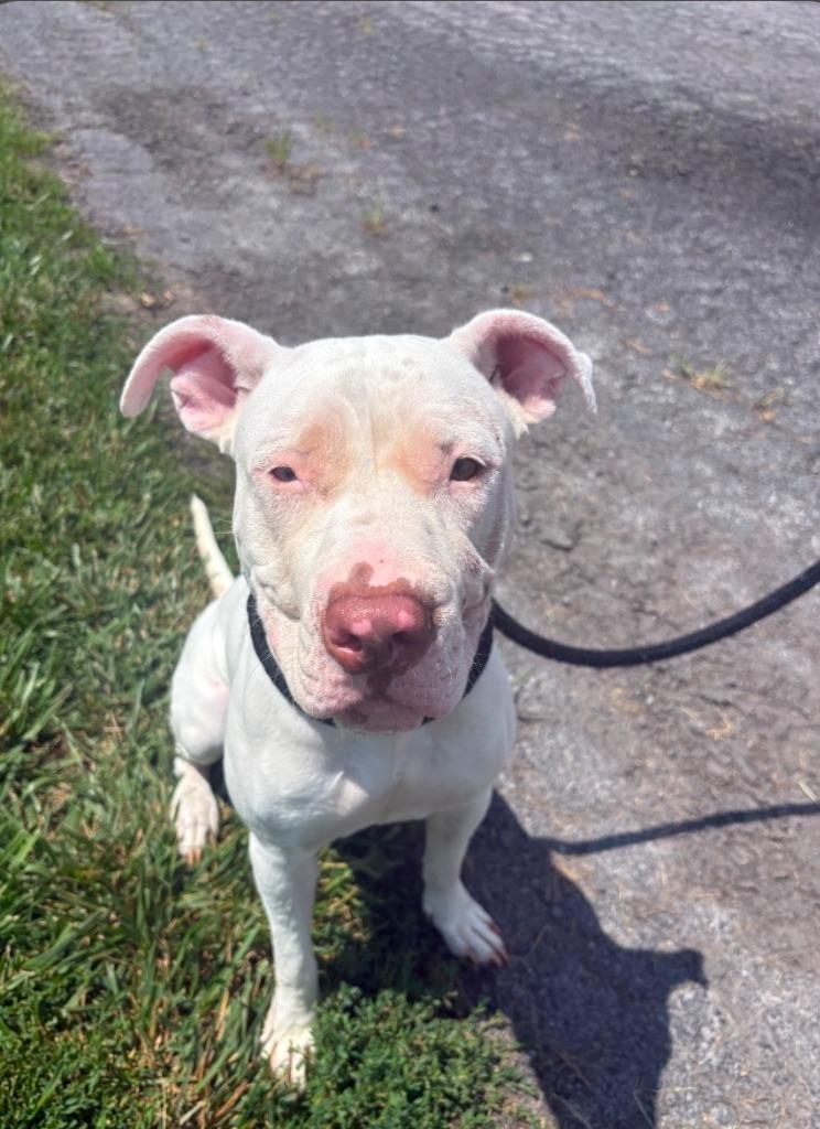 Sweetie Pie, a Adoptable mixed breed in North Syracuse, NY image 2/3