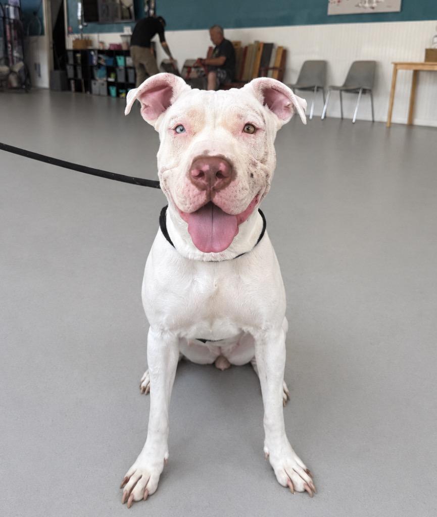 Sweetie Pie, a Adoptable mixed breed in North Syracuse, NY image 3/3