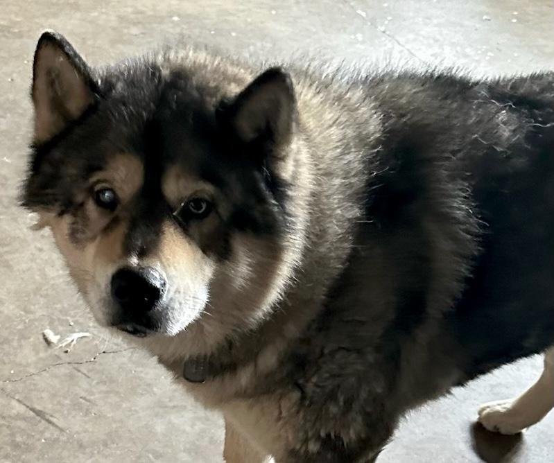 Xander Man malamute!! photo 4