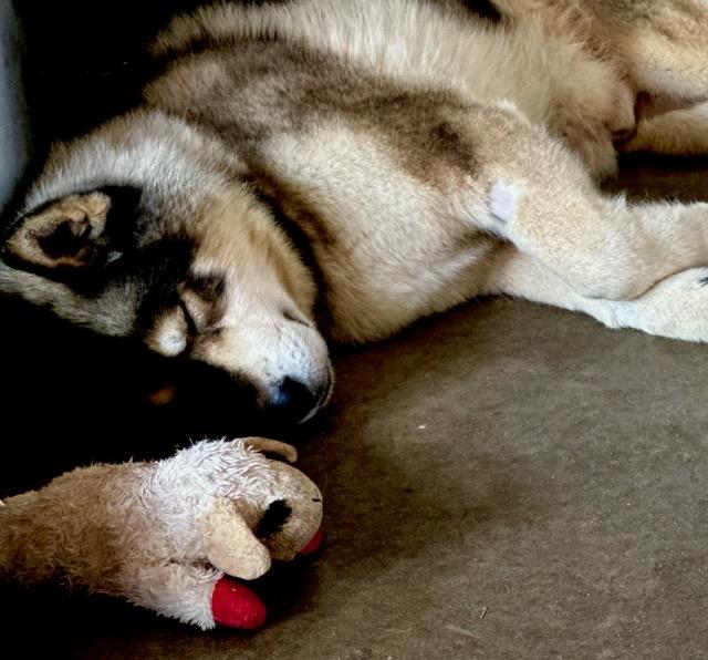 Xander Man malamute!! photo 5
