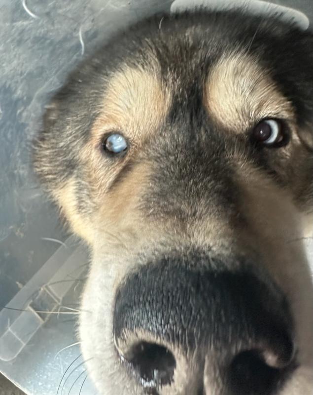 Xander Man malamute!! photo 3