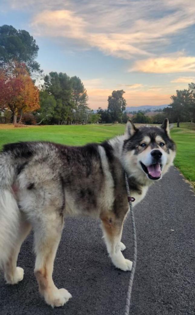 Xander Man malamute!! photo 2