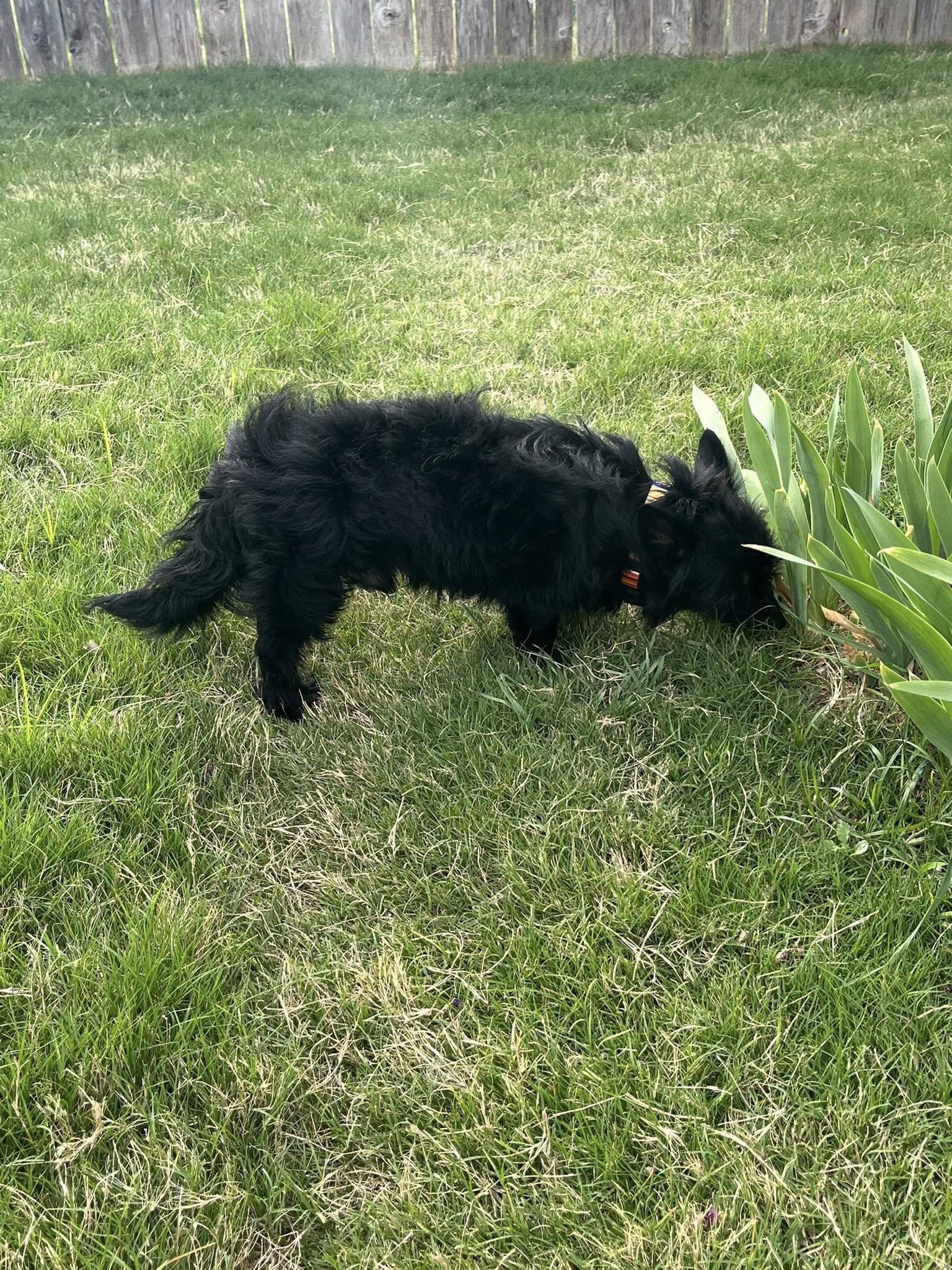 Wellington, a Adoptable mixed breed in Temple, TX image 3/3