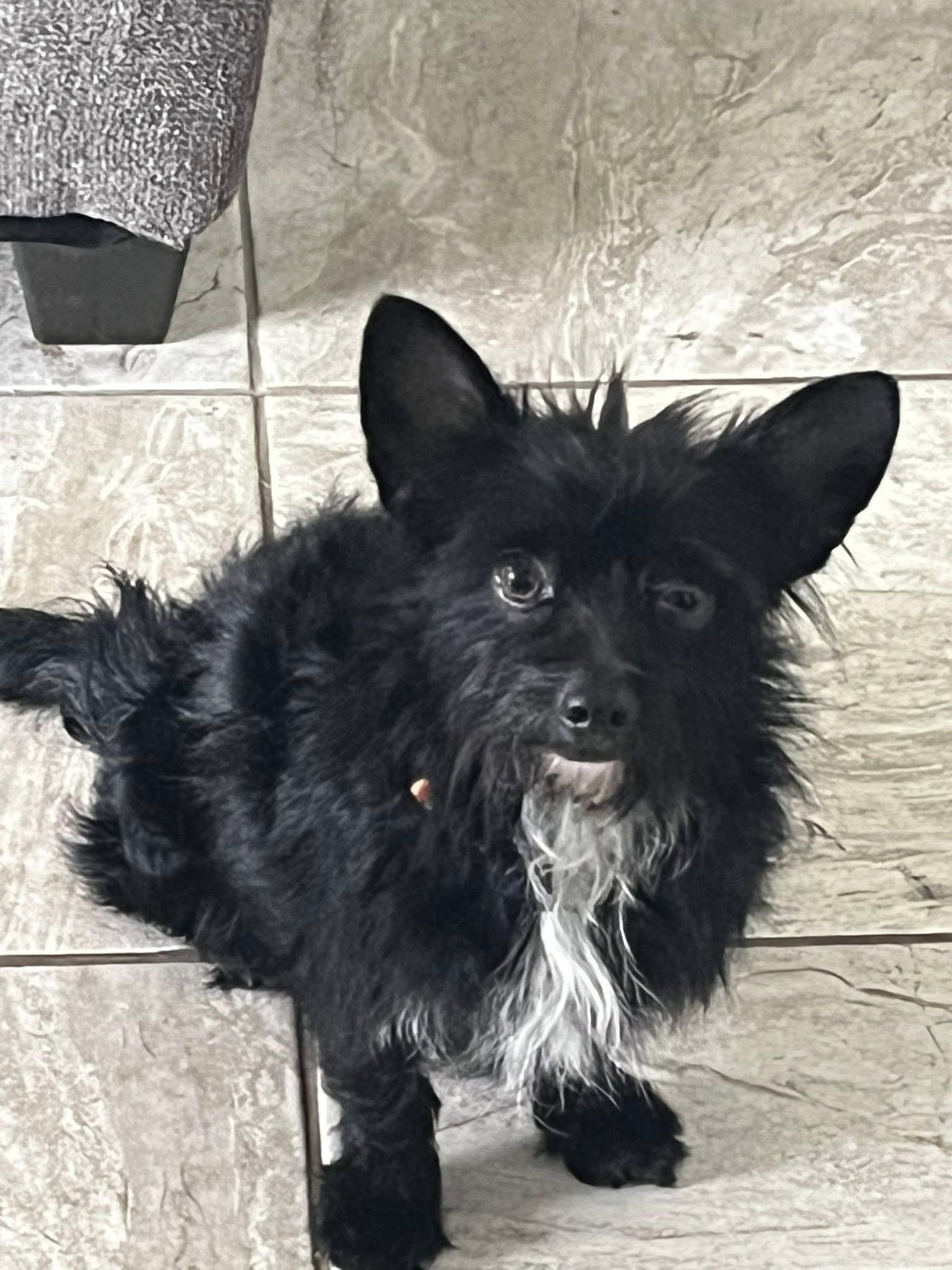 Wellington, adopted, Young Male Terrier.