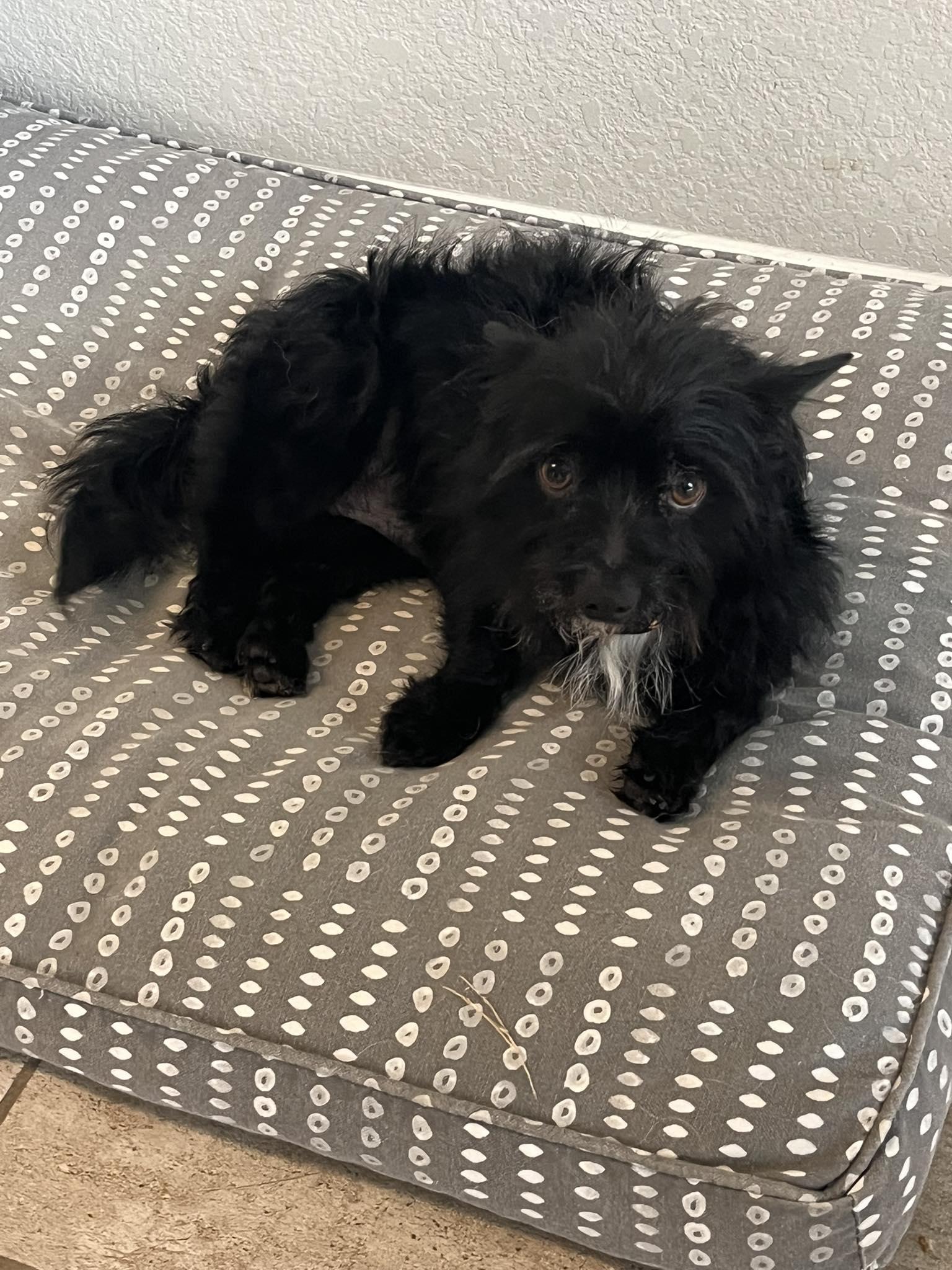 Wellington, a Adoptable mixed breed in Temple, TX image 2/3