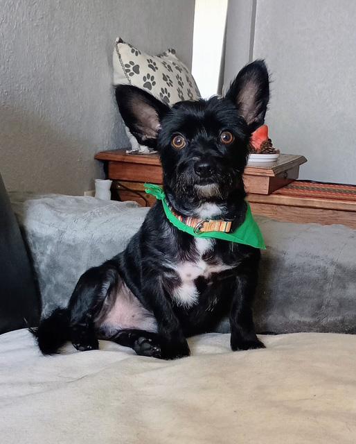 Wellington, an adoptable mixed breed in Temple, TX image 1/3