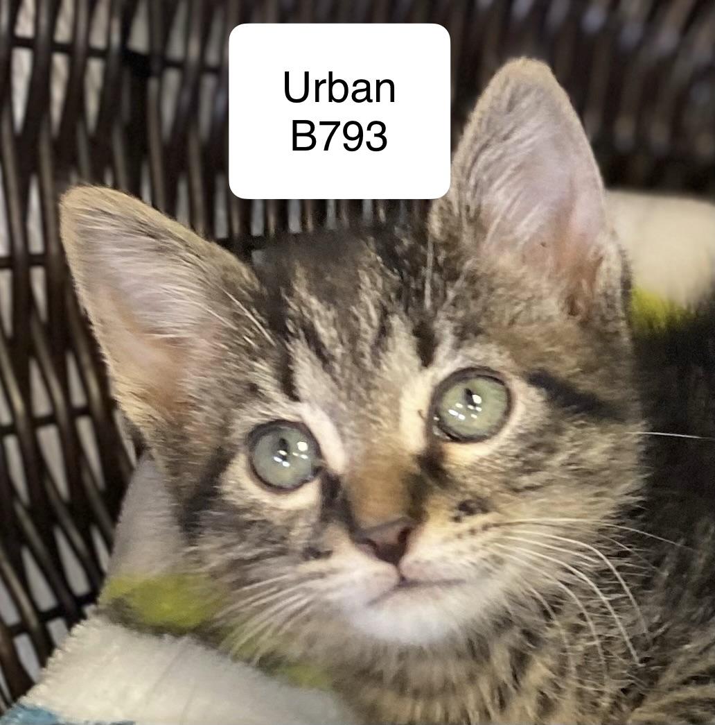 Enlarge Urban, a ADOPTABLE Domestic Medium Hair in Morganton, NC image 1/2
