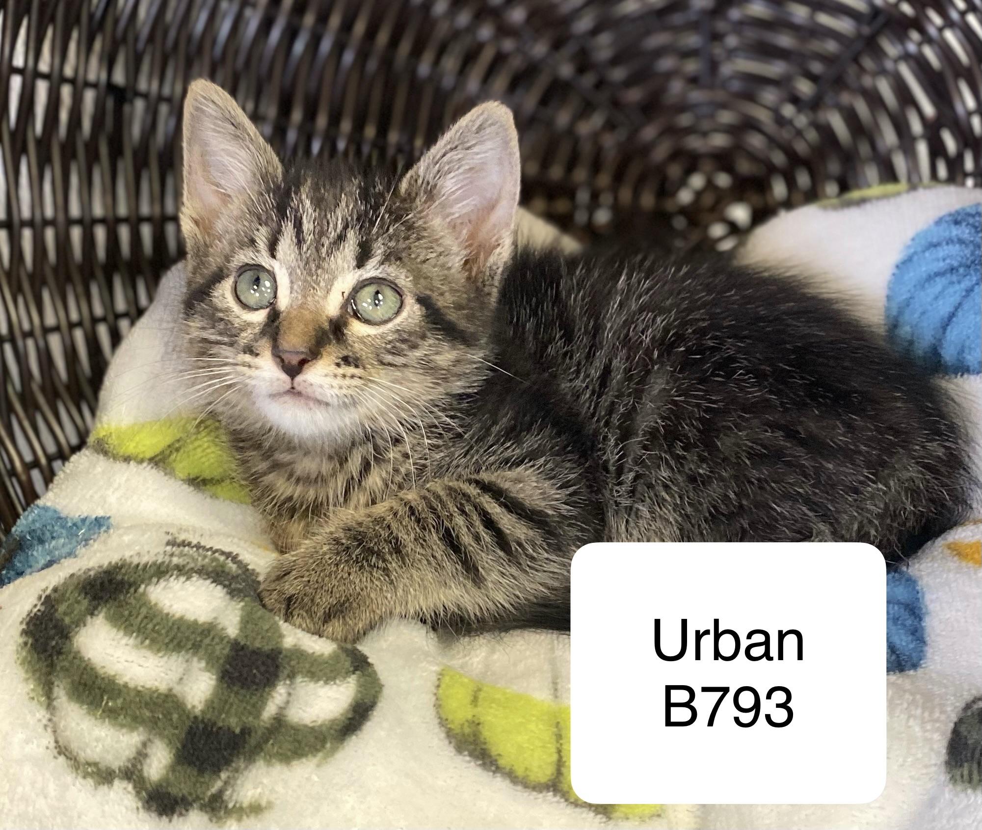 Enlarge Urban, a ADOPTABLE Domestic Medium Hair in Morganton, NC image 2/2