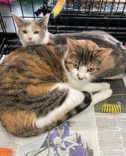 Blythe bonded with Marla photo