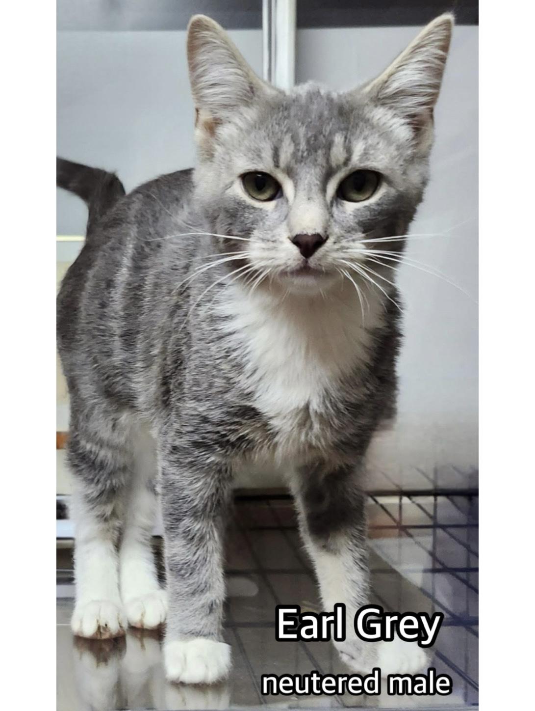 Enlarge Earl Grey, an adopted Domestic Short Hair in Breinigsville, PA image 1/1