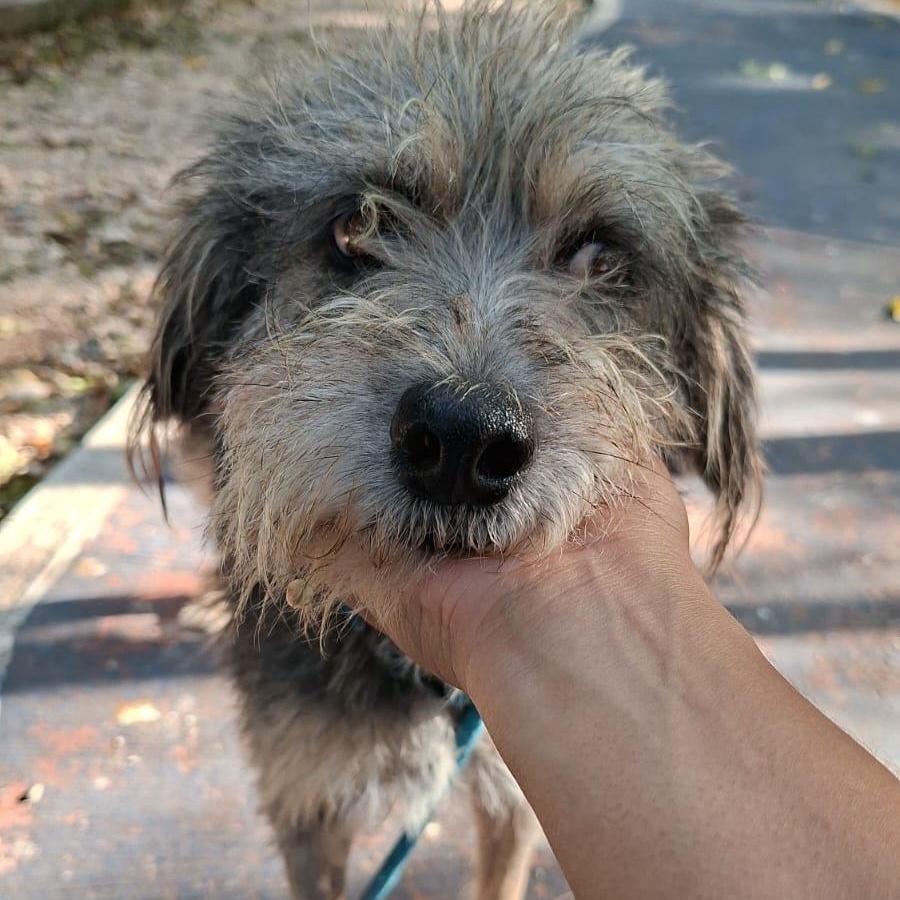 Enlarge Lorda, a ADOPTABLE Mixed Breed in North Vancouver, BC image 5/6