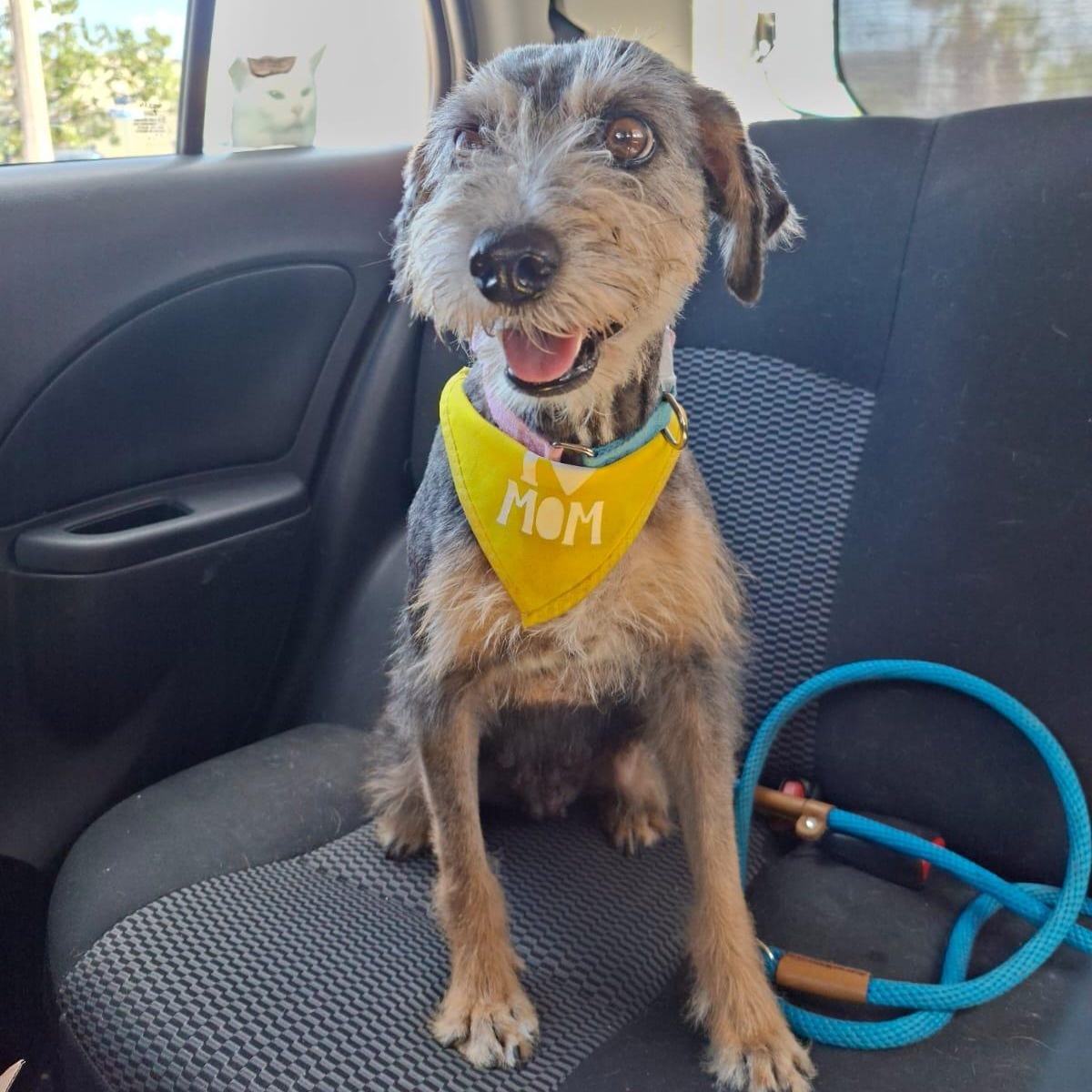 Enlarge Lorda, a ADOPTABLE Mixed Breed in North Vancouver, BC image 1/6