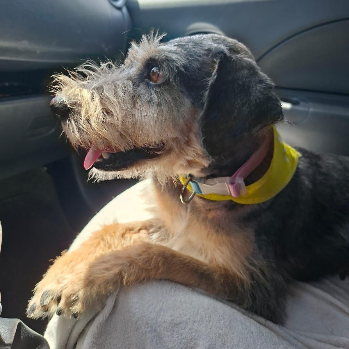 Enlarge Lorda, a ADOPTABLE Mixed Breed in North Vancouver, BC image 6/6