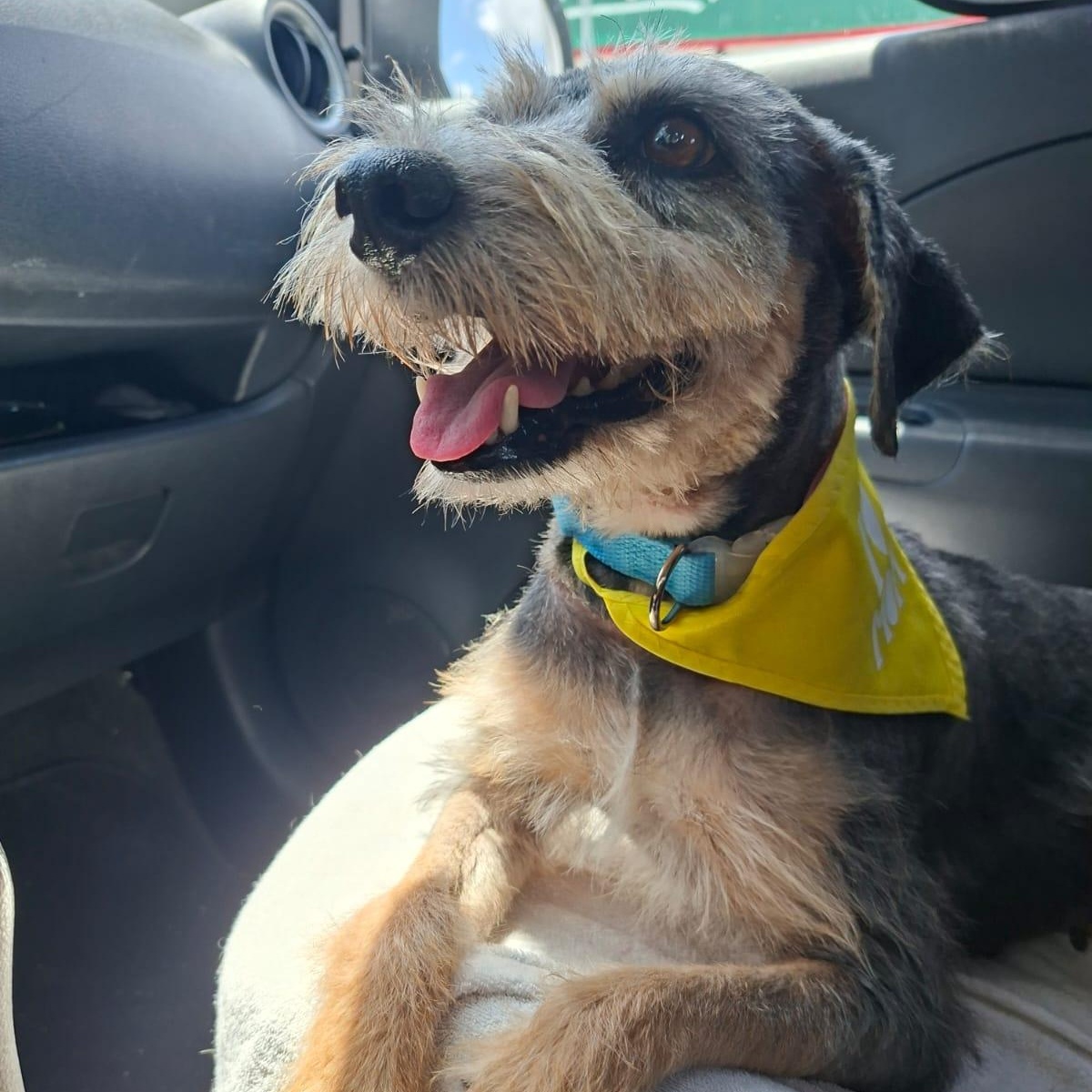 Enlarge Lorda, a ADOPTABLE Mixed Breed in North Vancouver, BC image 2/6