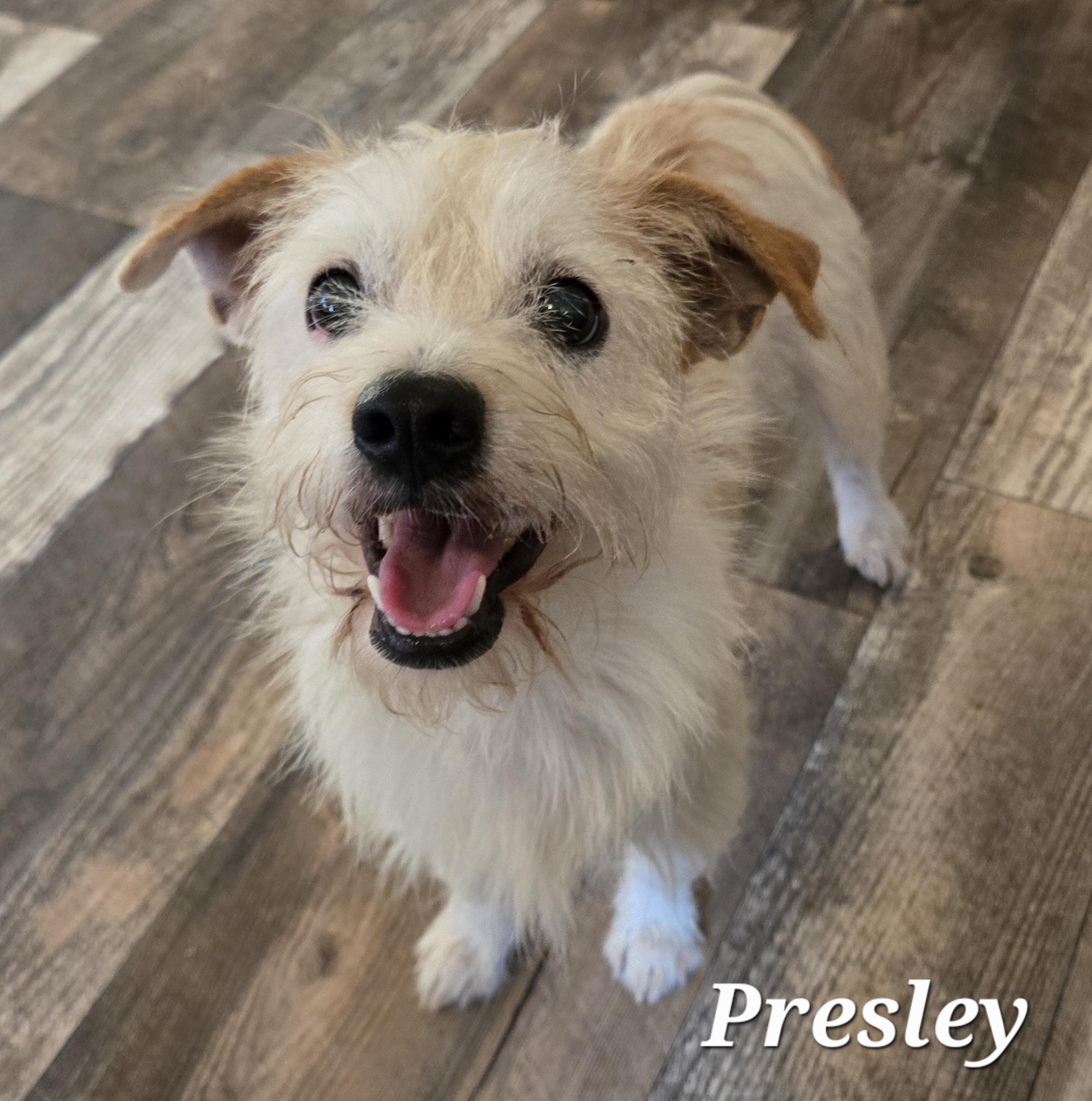 Enlarge Presley , a Adoptable mixed breed in Fort Worth, TX image 2/2