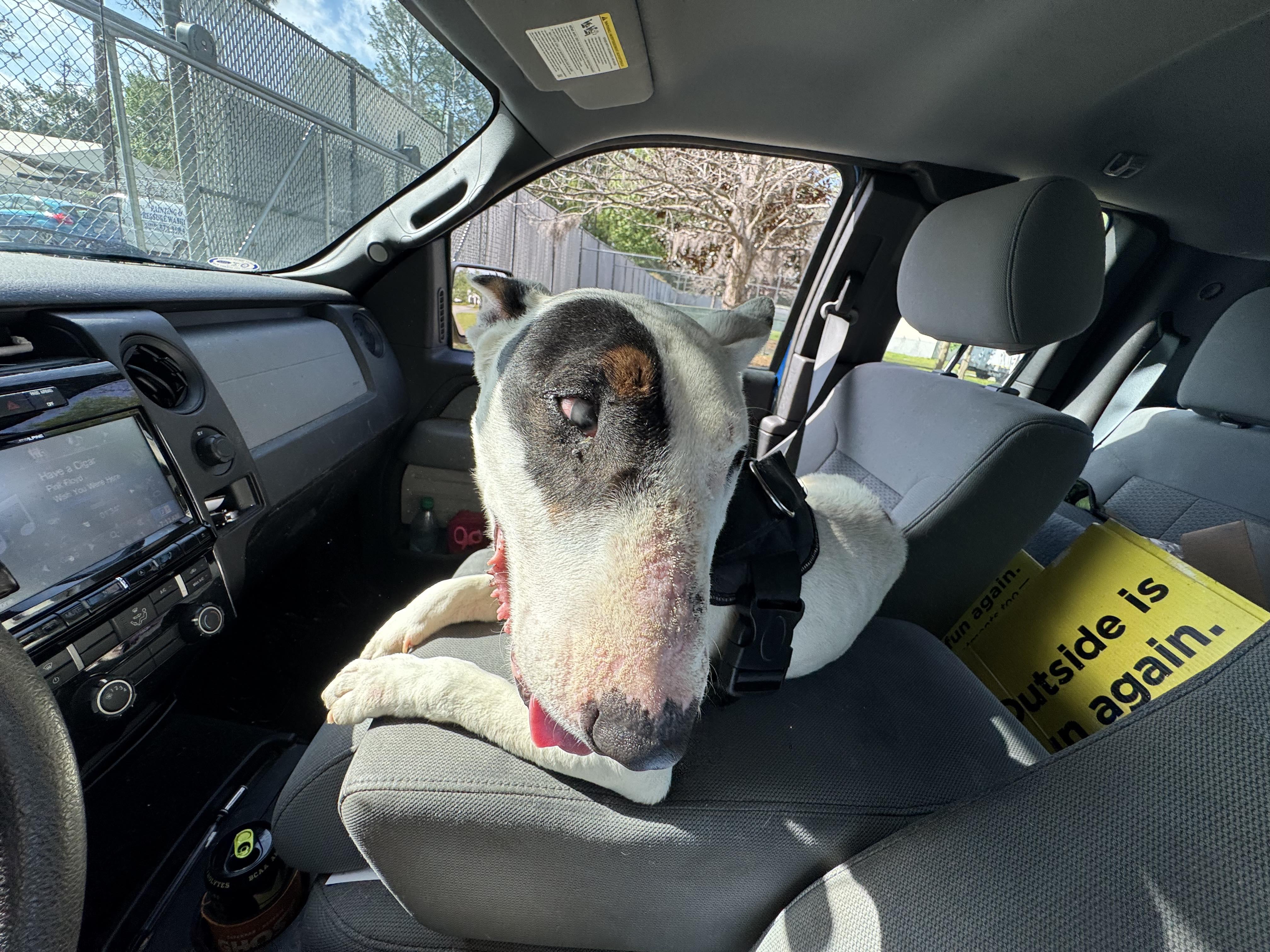 25-035 Barnabus, Adoptable, Senior Male Bull Terrier.