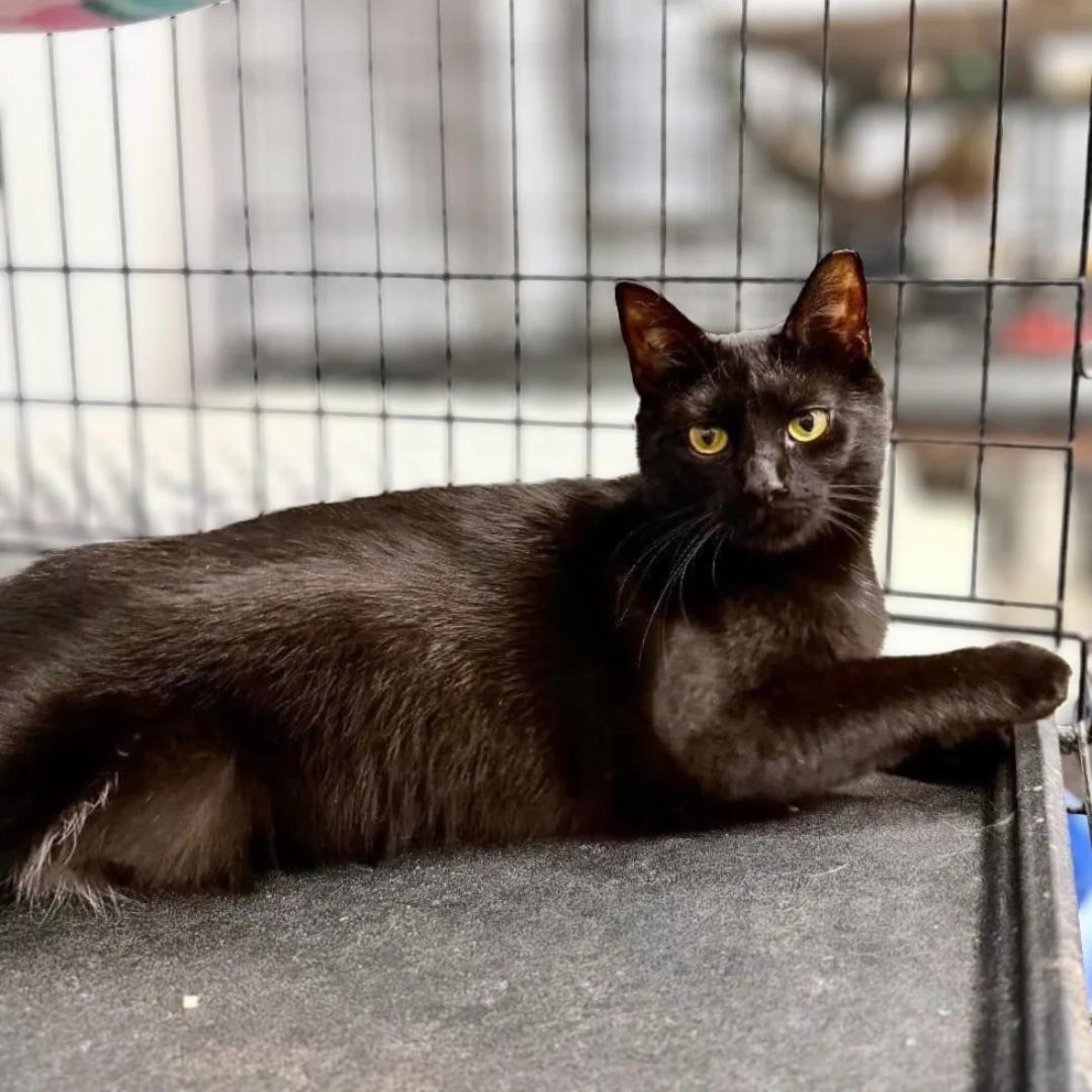 Enlarge Bootina, a Adoptable Domestic Short Hair in Pittsburgh, PA image 5/6