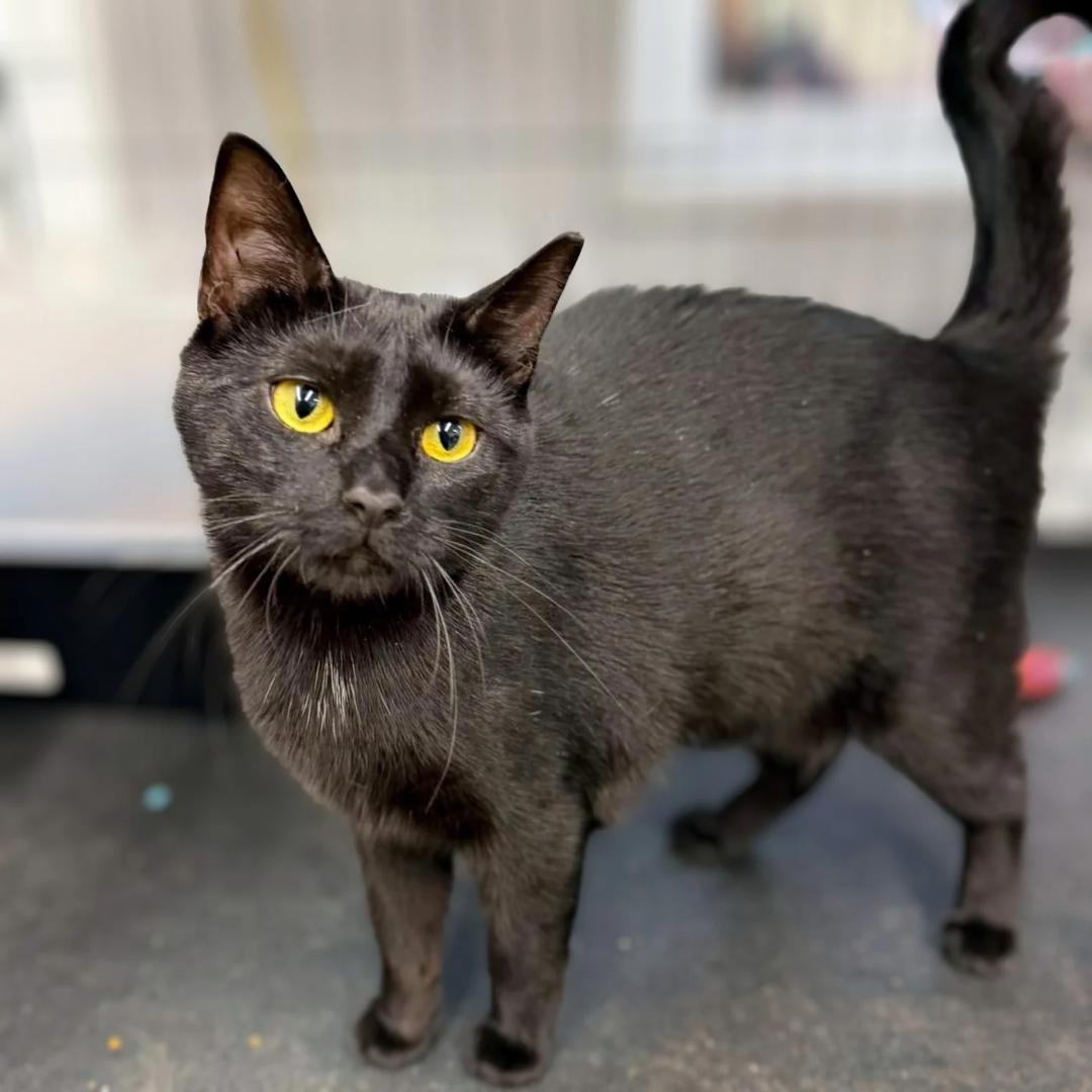 Enlarge Bootina, a Adoptable Domestic Short Hair in Pittsburgh, PA image 3/6