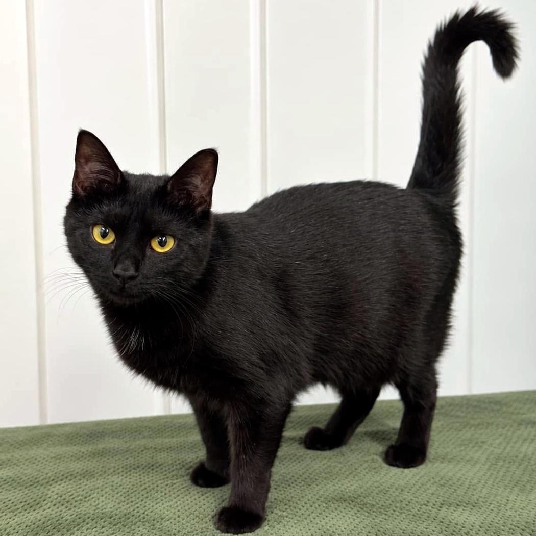 Enlarge Bootina, a Adoptable Domestic Short Hair in Pittsburgh, PA image 1/6