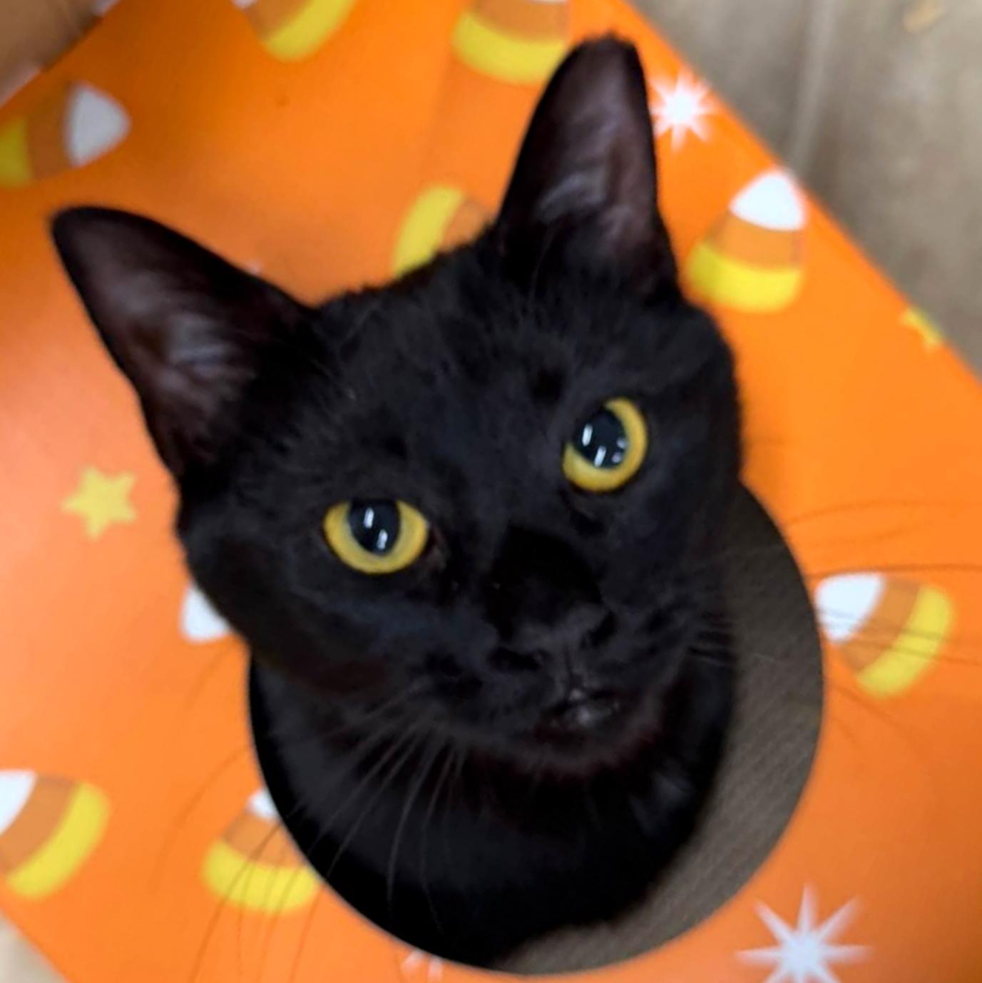 Enlarge Bootina, a Adoptable Domestic Short Hair in Pittsburgh, PA image 6/6