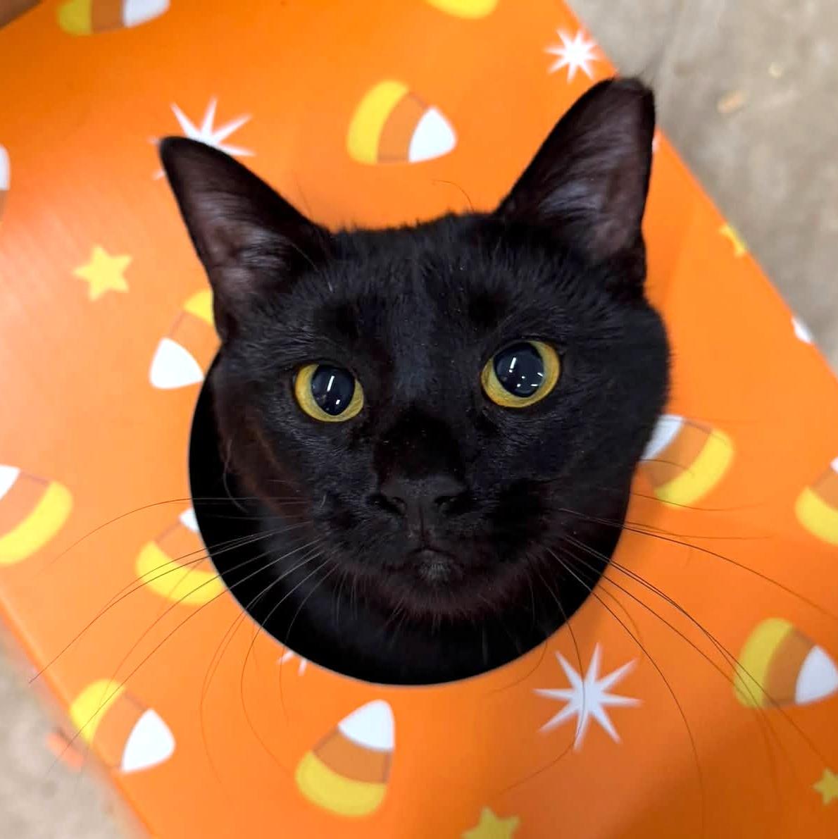 Enlarge Bootina, a Adoptable Domestic Short Hair in Pittsburgh, PA image 2/6