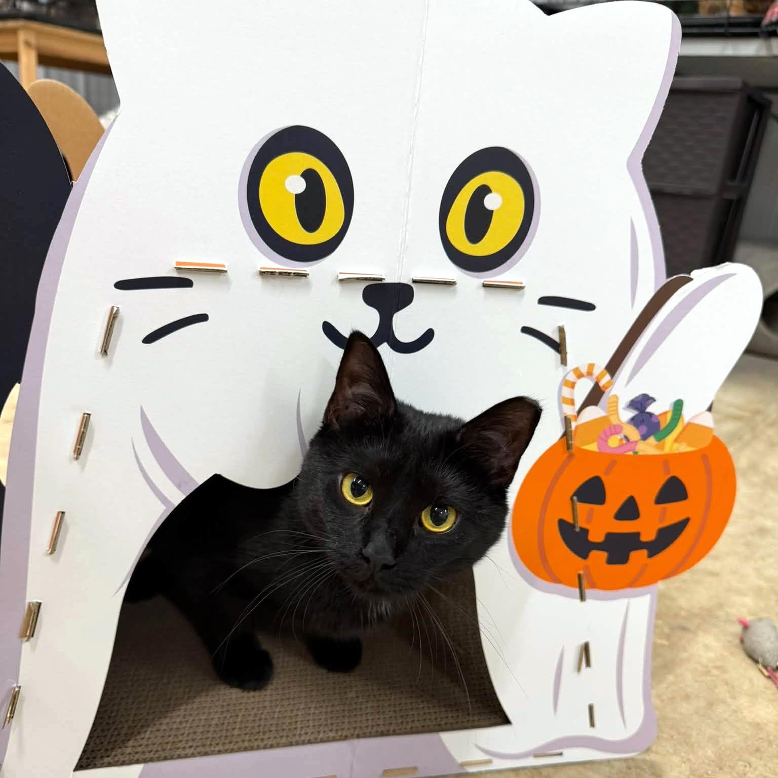 Enlarge Bootina, a Adoptable Domestic Short Hair in Pittsburgh, PA image 4/6