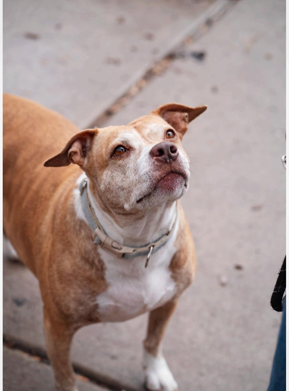 Elsa, a Adoptable American Staffordshire Terrier in salt lake city, UT image 6/6