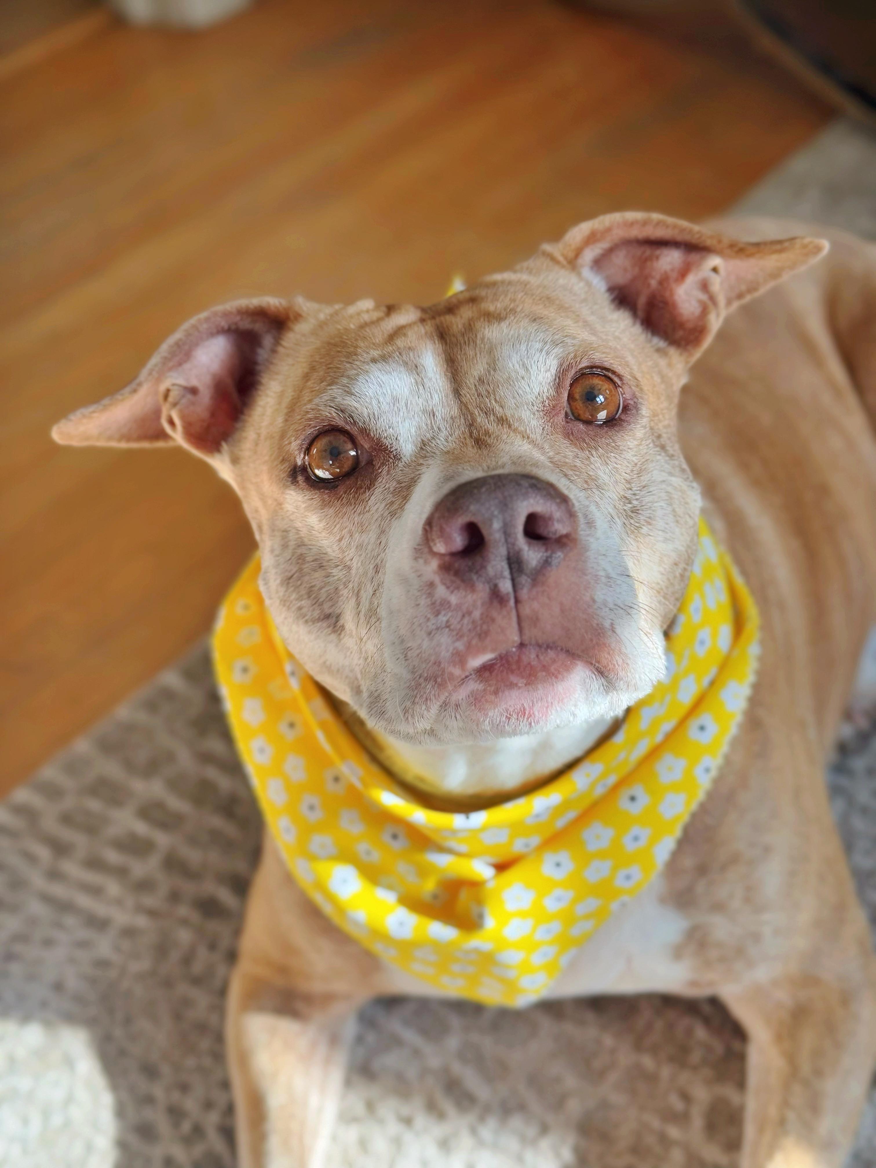 Elsa, a Adoptable American Staffordshire Terrier in salt lake city, UT image 2/6