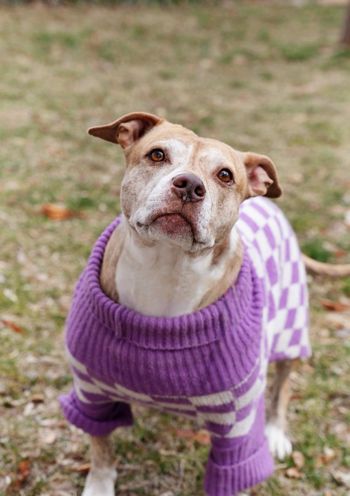 Elsa, a Adoptable American Staffordshire Terrier in salt lake city, UT image 1/6