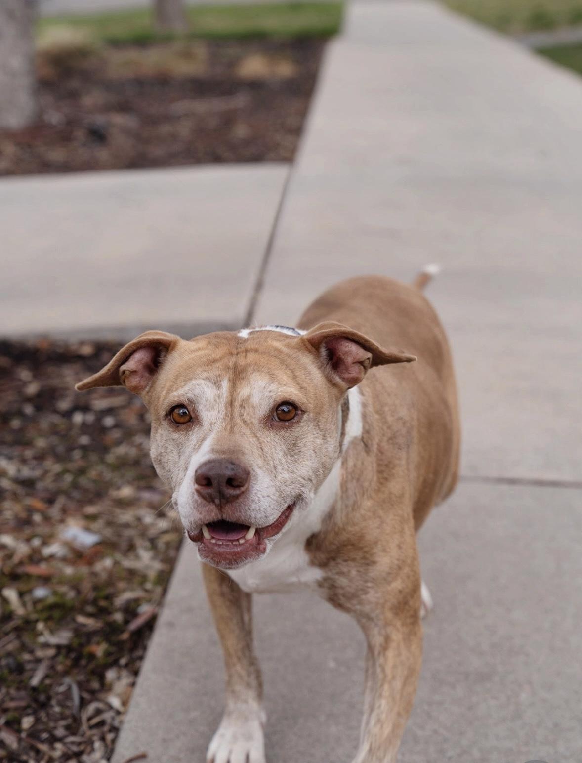 Elsa, a Adoptable American Staffordshire Terrier in salt lake city, UT image 5/6