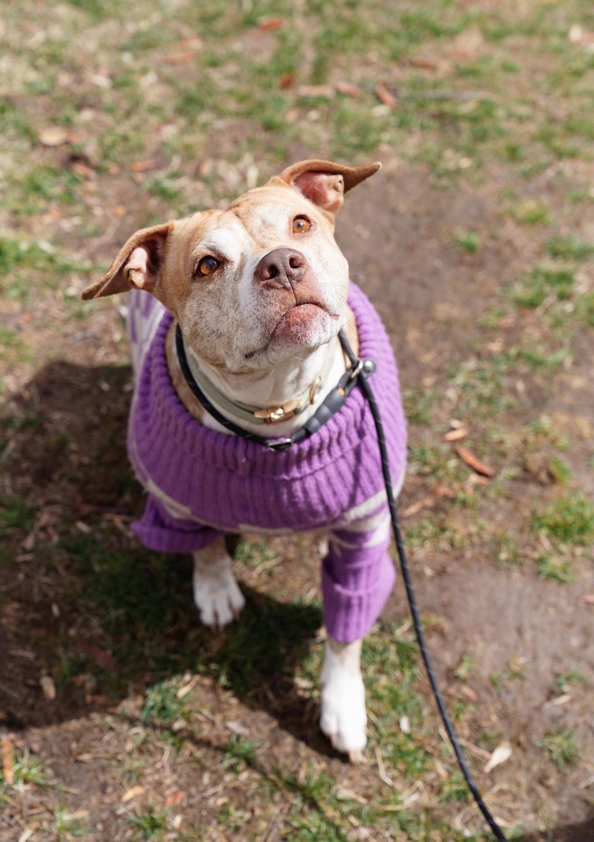 Elsa, a Adoptable American Staffordshire Terrier in salt lake city, UT image 4/6