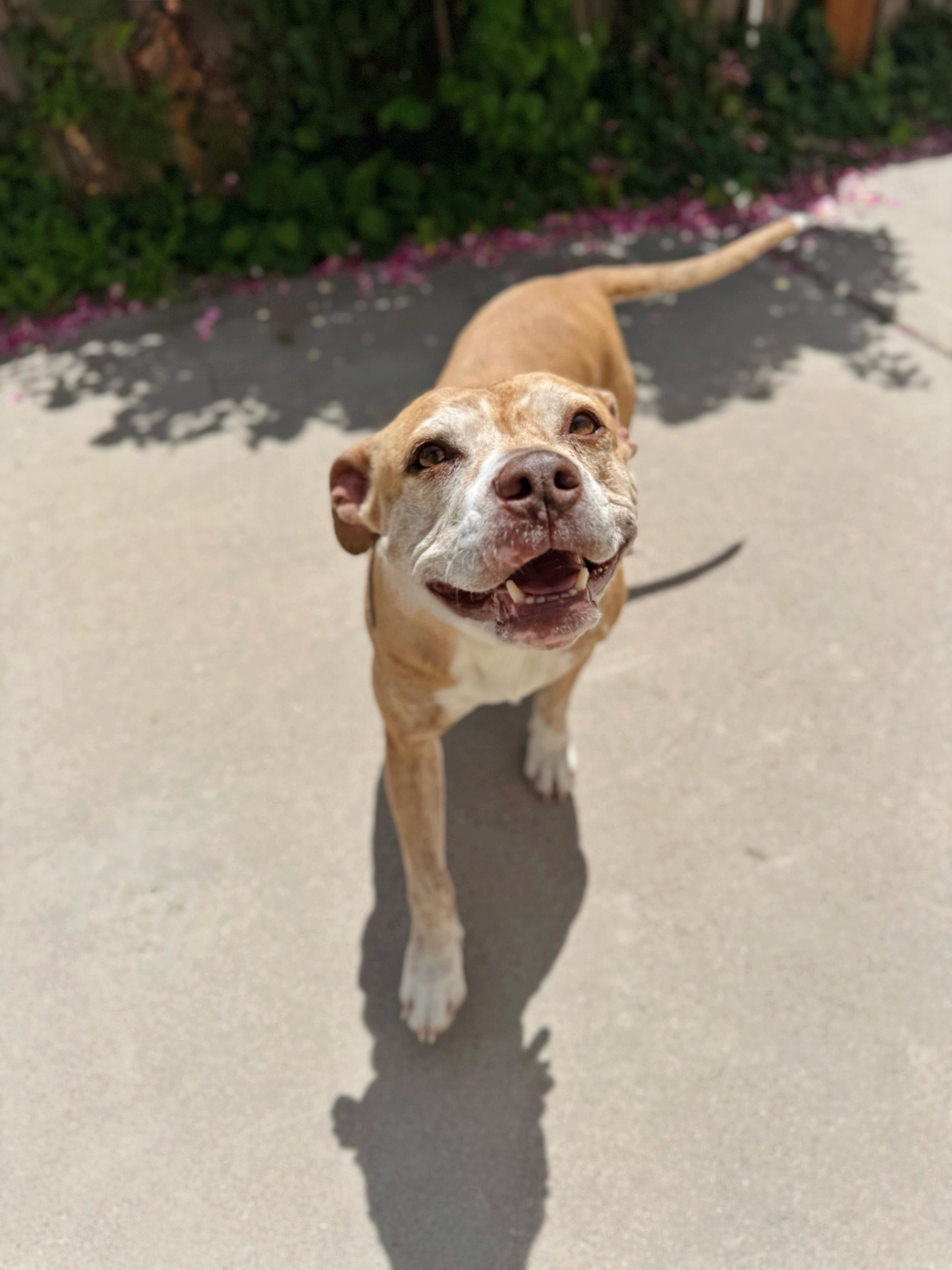 Elsa, a Adoptable American Staffordshire Terrier in salt lake city, UT image 3/6